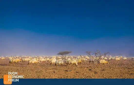 المنطقة الاقتصادية الخاصة بالدقم